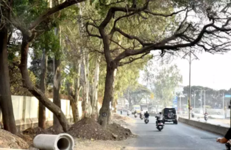Nashik Municipal Corporation to Remove 51 Trees for Road Widening Before Kumbh Mela