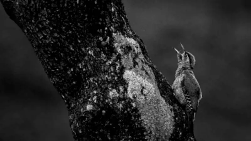 National Gallery of Modern Art Showcases 100 Kerala Photos in Exhibition