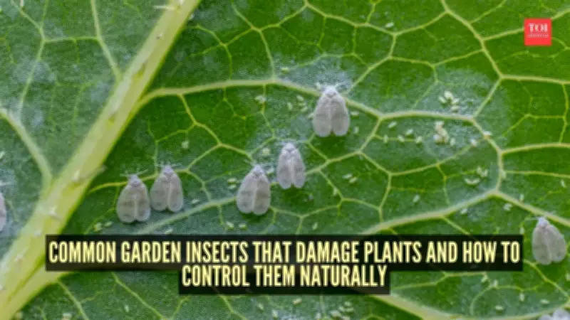 Natural Pest Control: How to Protect Your Garden Without Harmful Chemicals