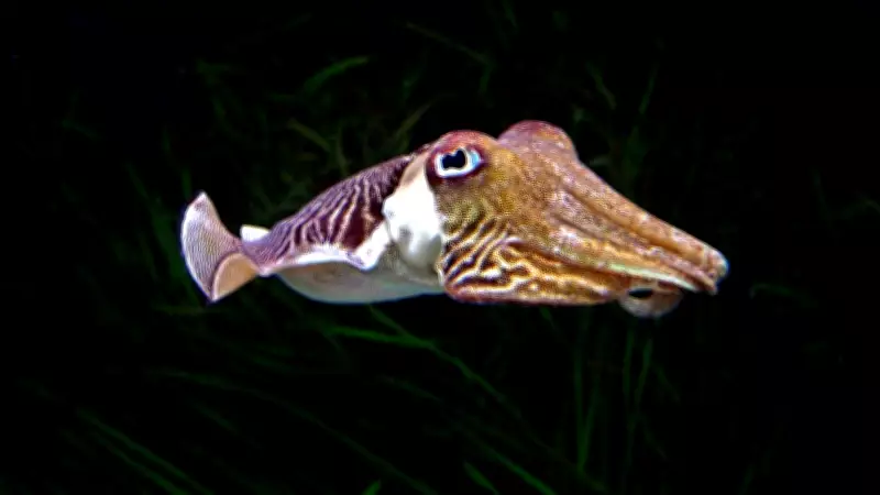 Nature's Ultimate Escape Artists: 10 Animals That Can Flatten Their Bodies