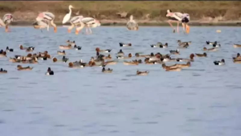 Nemilichery Lake Becomes Unexpected Haven for 400 Greater Flamingos Amid Declines