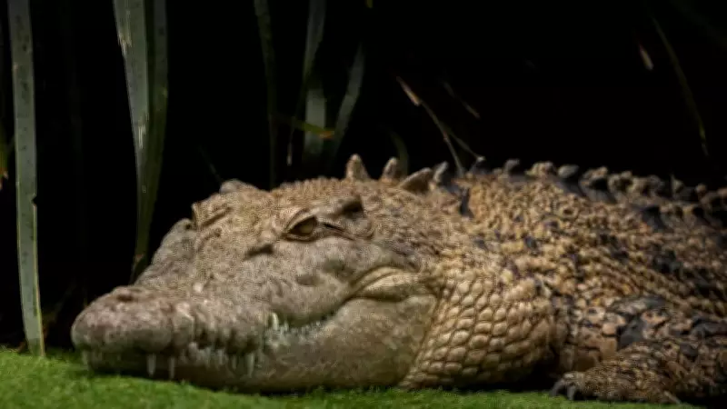 New 215-Million-Year-Old Crocodile Relative Discovered in Britain Was a Runner