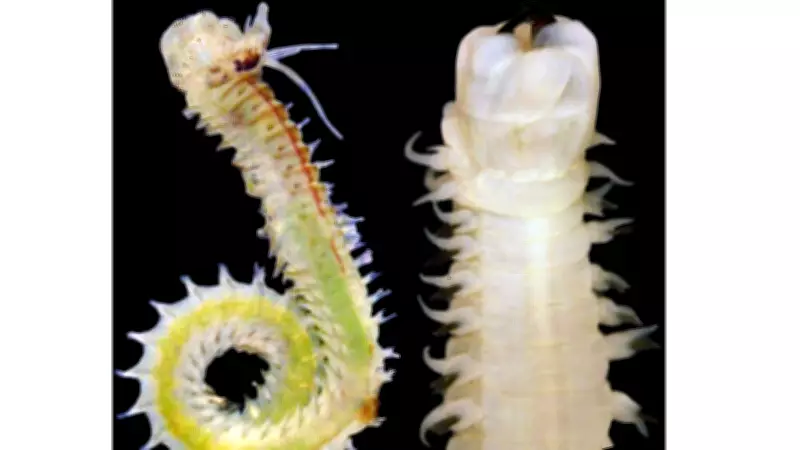 New 'Bio-Warrior' Worm Species Discovered in Polluted Bay of Bengal