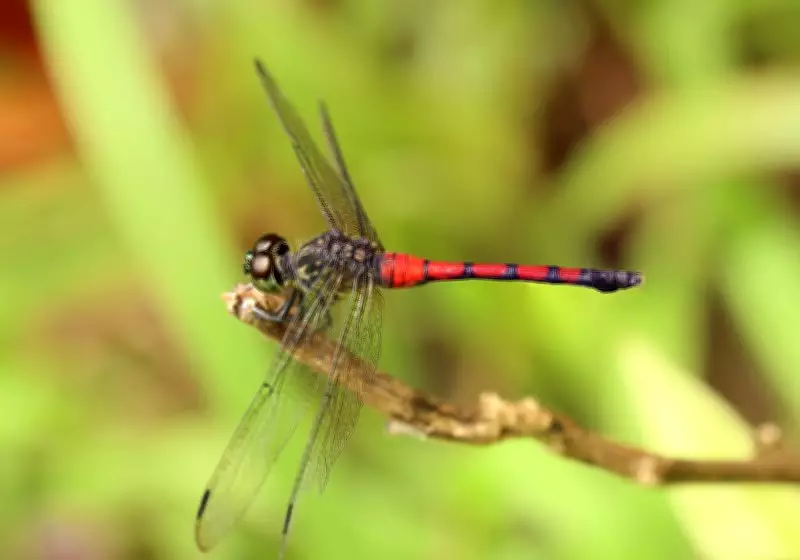 New Dragonfly Species Discovered Thriving in Kerala's Agricultural Landscapes