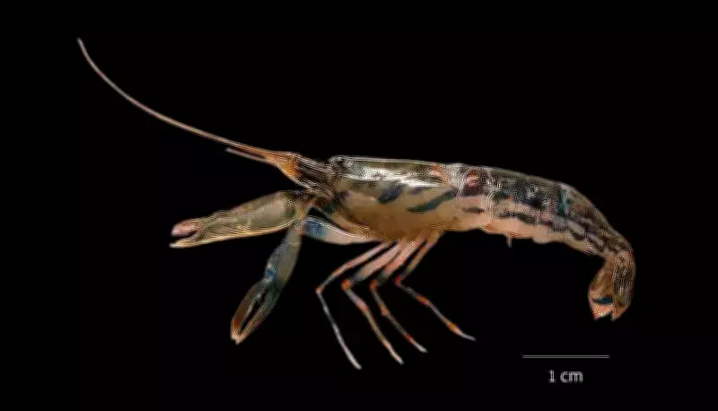 New Pistol Shrimp Species Discovered in Kochi Backwaters by Cusat Researchers