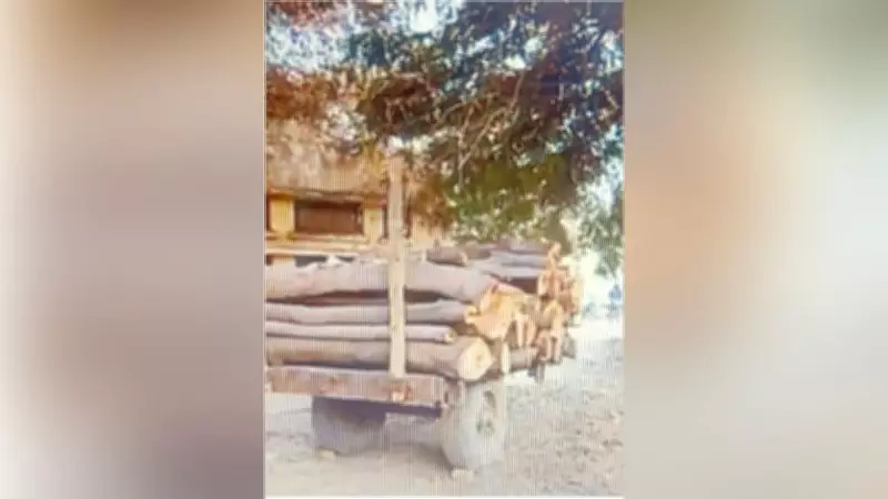 NGT Imposes Rs 80,000 Fine on Faridabad Official for Illegal Felling of Heritage Peepal Trees