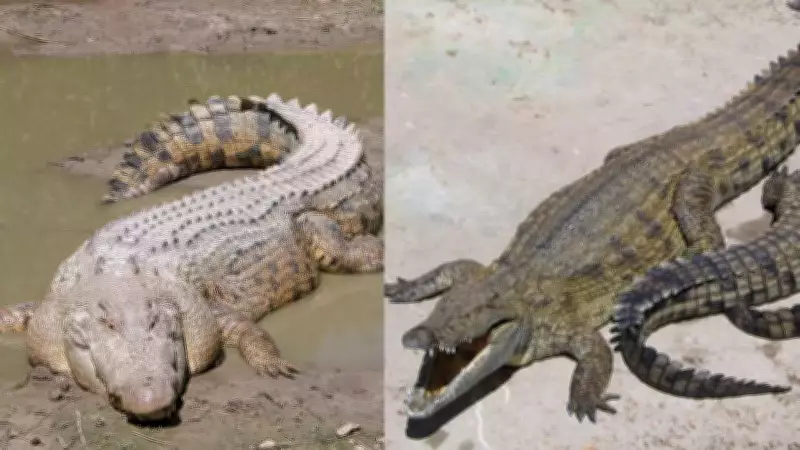 Nile vs. Saltwater Crocodile: Key Differences in Size, Habitat, and Behavior