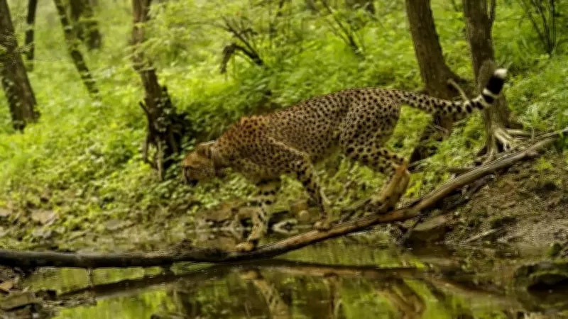 Nine Botswana Cheetahs Arrive at Kuno National Park via IAF Transport