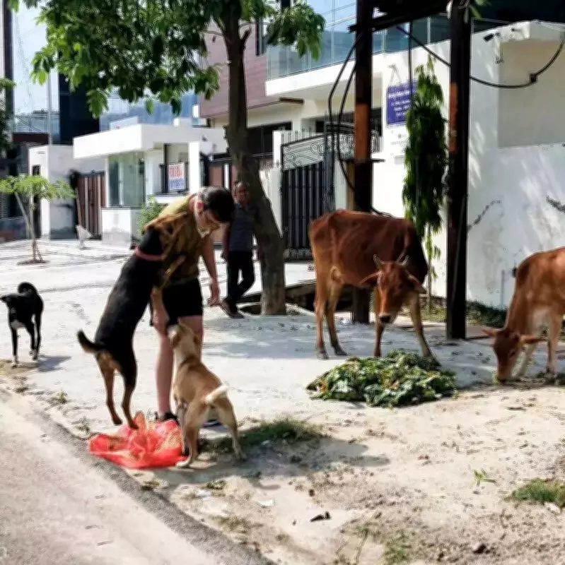 Noida Authority Launches Rs 1.2 Crore Project to Install Dog Feeding Boards
