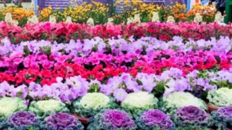 Noida Flower Festival 2026: Schedule, Venue, Entry Details & Highlights