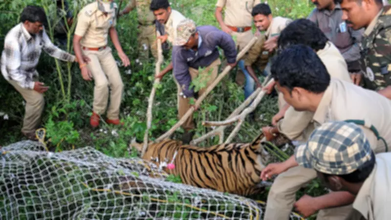 NTCA Alarmed by High Tiger Capture Rates in Karnataka's Bandipur and Nagarahole