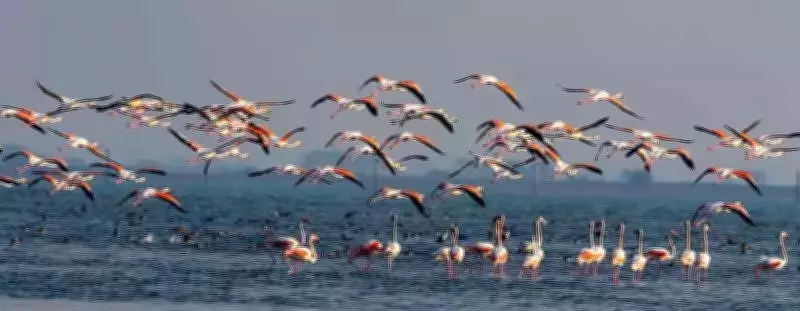 Odisha CM Majhi Announces Major Eco-Restoration Scheme for Chilika Lagoon