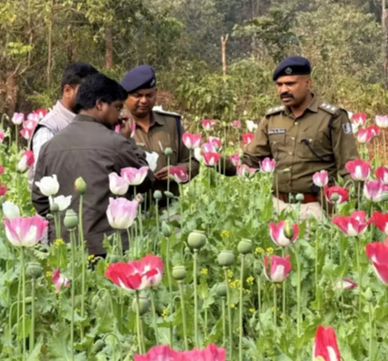 Odisha Faces Growing Opium Poppy Cultivation Crisis in Forest Areas