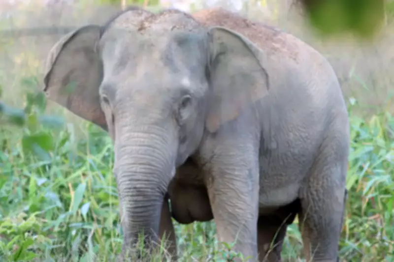 Odisha Forest Officer Faces Show-Cause Notice Over Elephant Death Probe Negligence
