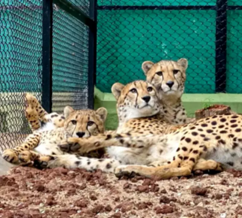 Odisha's Nandankanan Zoo Plans Historic Cheetah Import from South Africa