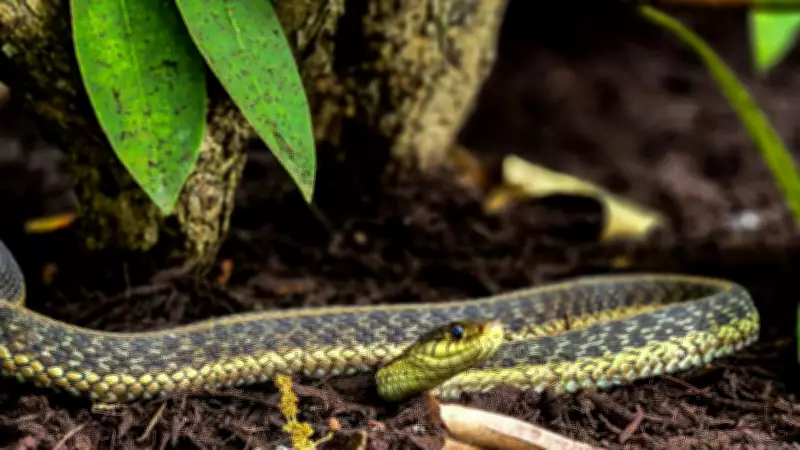 Oleander Shrubs May Create Snake-Friendly Gardens, Research Reveals