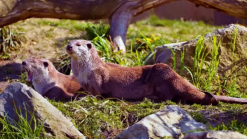 Otters Return to Delhi Zoo After 20+ Years with Historic Pup Birth
