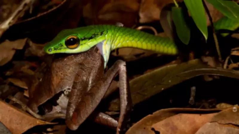 Parrot Snakes: The Agile Green Hunters of American Rainforests