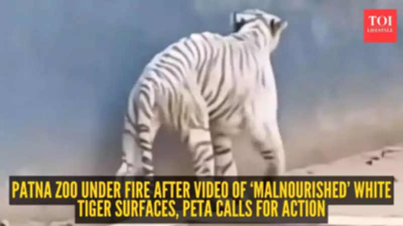Patna Zoo's White Tiger Video Sparks Online Outcry Over Animal Welfare