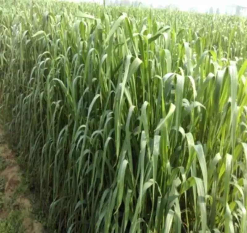 PAU's 3 New Oat Varieties Achieve National Recognition for Agriculture