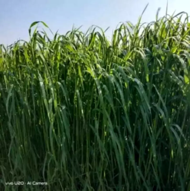PAU's Three High-Yield Oat Varieties Get National Recognition for Dairy Farming