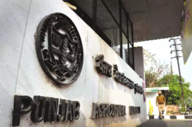 PAU's Three New Oat Varieties Receive National Recognition