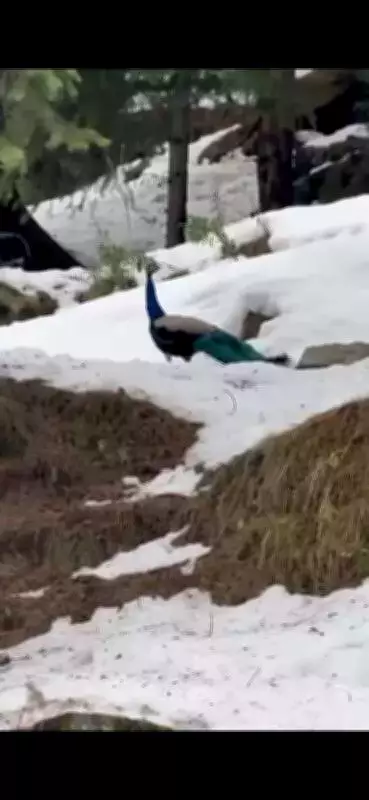 Peacocks in Snow: Rare Sighting in Himachal's High Altitudes Sparks Climate Concerns