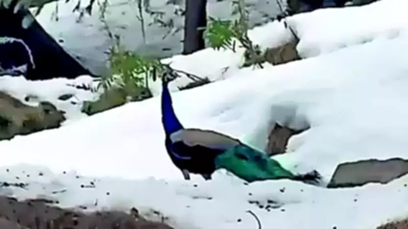 Peacocks Spotted in Snowy Kullu Forest at 6,000ft, Climate Change Concerns Rise