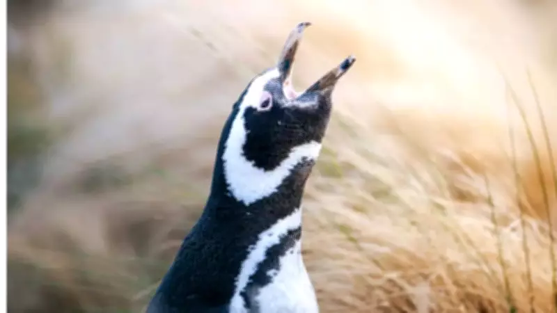 Penguin Crisis in Argentina: Puma Predation and Climate Change Threaten Colonies