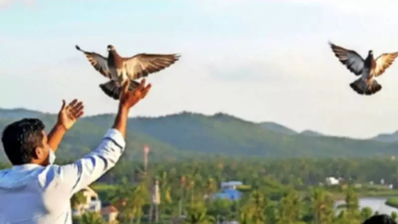 Pigeon Fanciers of Kerala: IT Pros & Veterans Soar in Sky Competitions