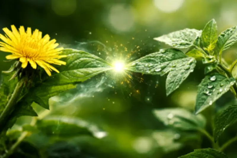 Plants Communicate Stress Through Leaf Contact, New Research Reveals