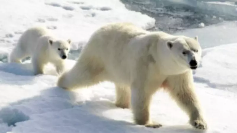 Polar Bears in Svalbard Gain Weight Amid Ice Loss, But Scientists Warn of Future Threat