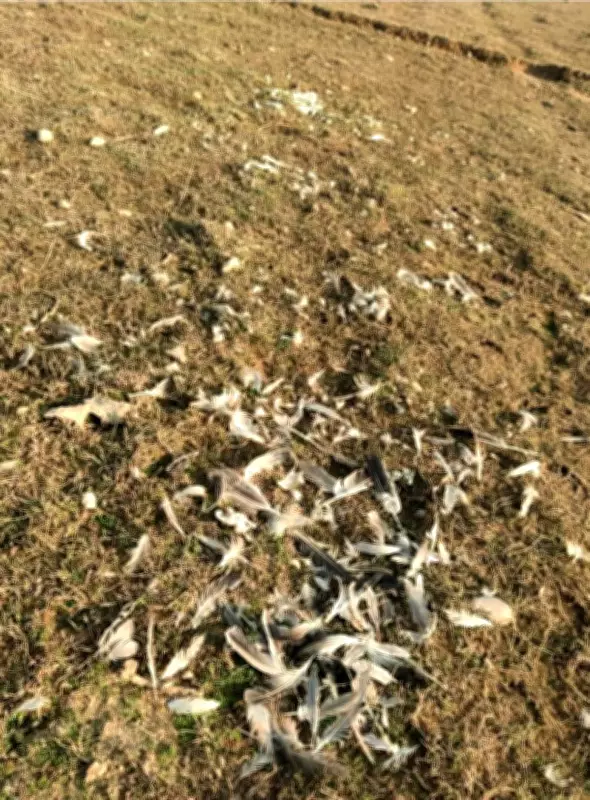 Pong Lake Crisis: Migratory Birds Face Deadly Winter, Carcasses Found