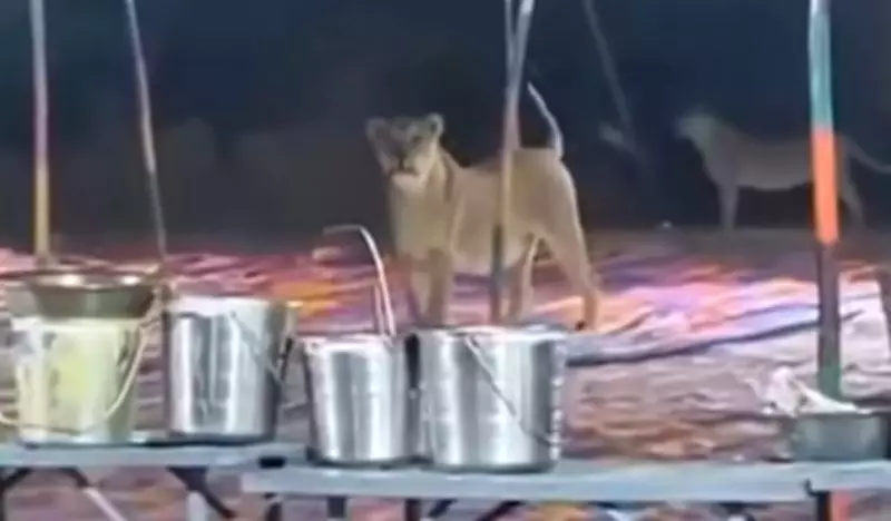 Pride of Lions Crashes Feast in Gujarat, Viral Video Sparks 'Why Not Me?' Debate