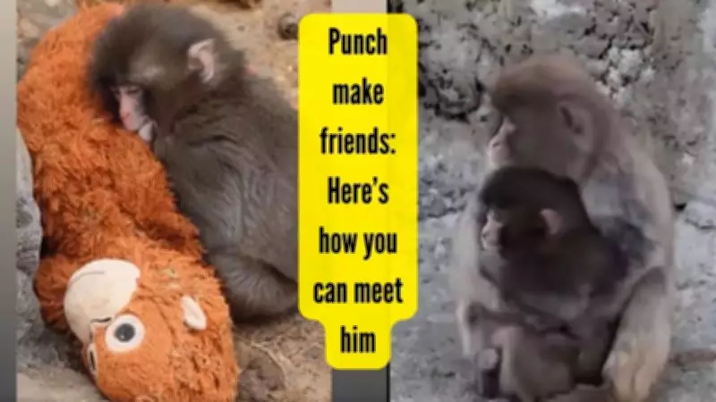 Punch the Baby Macaque Finds Friendship After Viral Plush Toy Comfort Story