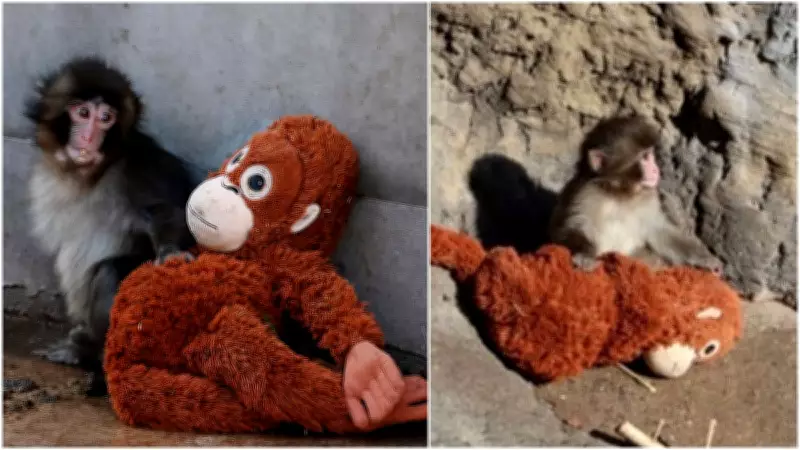 Punch the Monkey: Viral Japanese Zoo Resident Captivates Global Social Media
