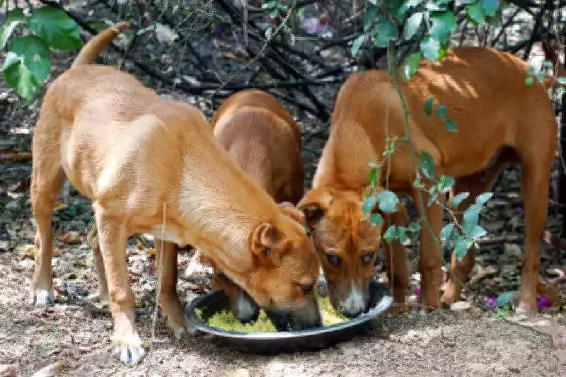 Pune Municipal Corporation Designates 88 Official Feeding Spots for Stray Dogs