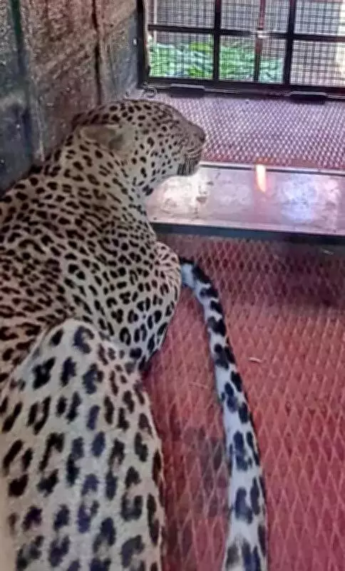 Pune's Leopard Trapping Drive Cuts Human-Animal Conflict by Two-Thirds