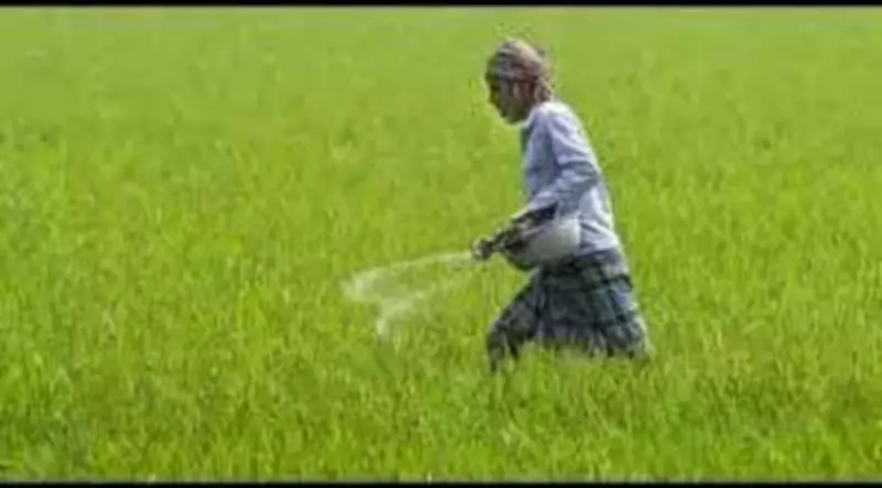 Punjab Fertilizer Use Shifts: Urea & DAP Down, NPK & MOP Up in 2024-25