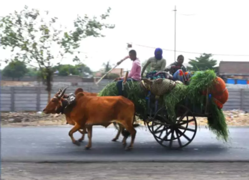 Punjab Leads Green Fodder Surplus Amid National Shortages, Haryana and Himachal Follow