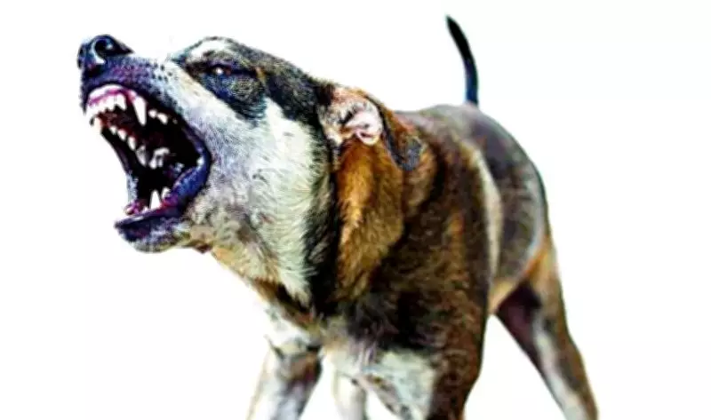 Punjab Police Probe After Stray Dog Found Carrying Newborn Baby