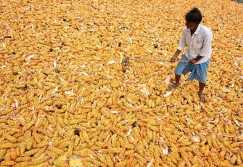 Punjab Rice Millers Face Financial Strain as Ethanol Industry Shifts to Maize