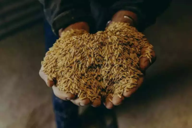 Punjab to Gain 60 LMT Covered Storage Under PEG Scheme to Ease Wheat Crunch