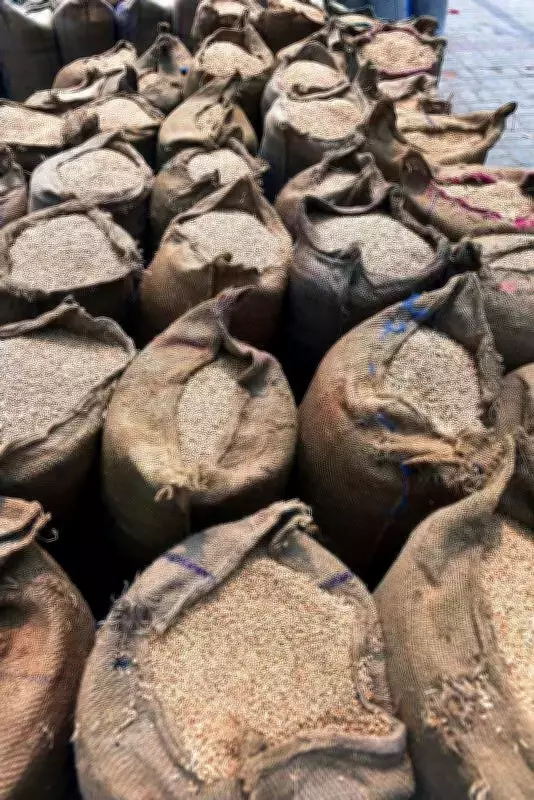 Punjab Wheat Procurement Set for April 1 with 132 LMT Target and Rs 2,585 MSP