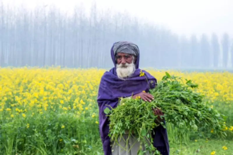 Punjab's Agricultural Crisis: Soil Fatigue Threatens Future Food Security