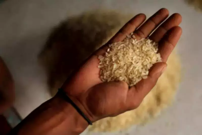 Punjab's Pungrain Restarts FRK Manufacturer Empanelment Mid-Season, Sparks Rice Trade Concerns