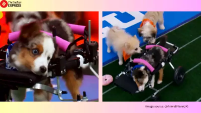 Puppy Bowl Star Teigan, Viral Rescue Dog in Wheelchair, Died Before Episode Aired