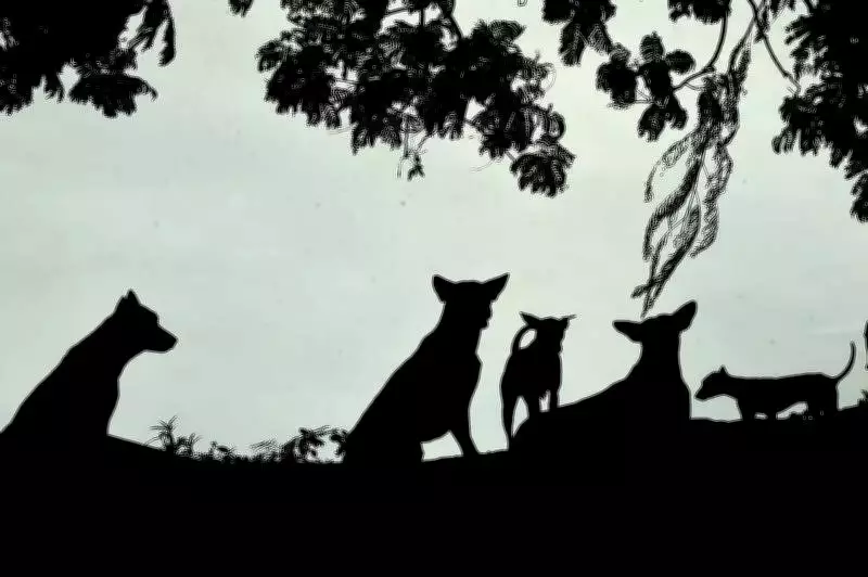 Rabies Vaccine Gaps Exposed: Hundreds of Vaccinated Dogs Die in Kerala Capital