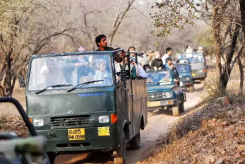 Rajasthan Bans Mobile Phones in Ranthambhore Tiger Reserve Core Zones