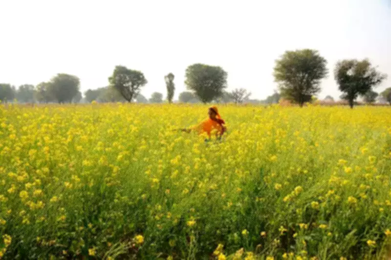 Rajasthan Farmers Criticize Union Budget 2026-27 Over MSP, Crop Insurance Neglect